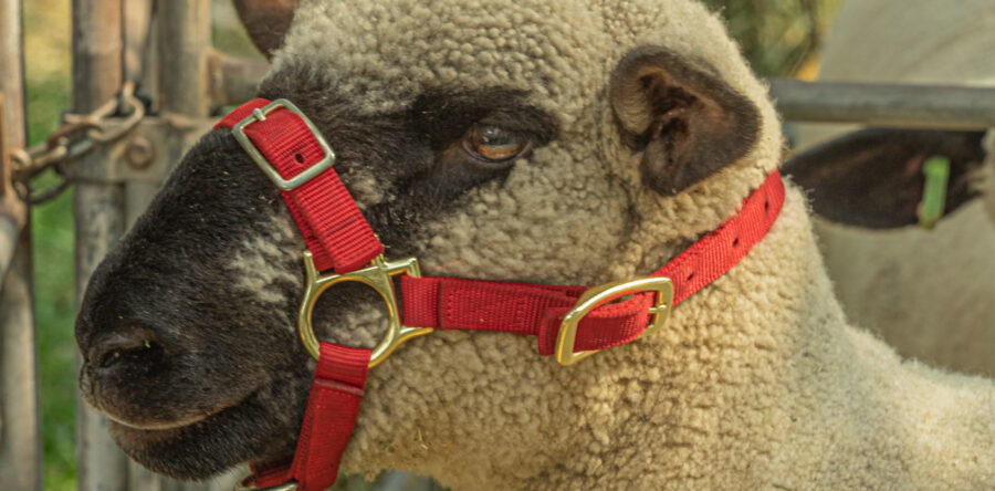 Lang Lang Pastoral Agricultural and Horticultural Show